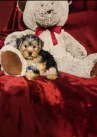 KOBE, a male Yorkshire Terrier for sale in Polk City, FL – 2 of 10