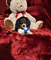 TONKA, a male Miniature Dachshund for sale in Polk City, FL – 7 of 10