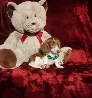 MAVERICK, a male Miniature Dachshund for sale in Polk City, FL – 3 of 10