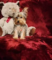 TILLY, a female Yorkshire Terrier for sale in Polk City, FL – 4 of 10
