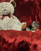 HUCKLEBERRY, a male Miniature Dachshund for sale in Polk City, FL – 9 of 10