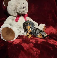DOLLY, a female Miniature Dachshund for sale in Polk City, FL – 10 of 10