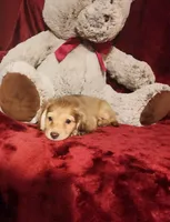 MOCHI, a female Miniature Dachshund for sale in Polk City, FL – 10 of 10