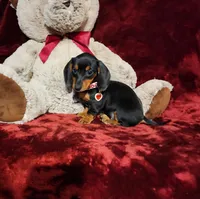 MAGGIE , a female Miniature Dachshund for sale in Polk City, FL – 5 of 10