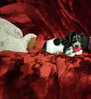 LAKOTA, a female Miniature Dachshund for sale in Polk City, FL – 8 of 10