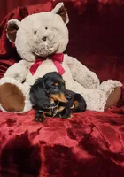 ELI, a male Miniature Dachshund for sale in Polk City, FL – 7 of 10