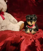 INDY, a female Yorkshire Terrier for sale in Polk City, FL – 10 of 10