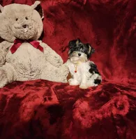 PIPPA , a female Yorkshire Terrier for sale in Polk City, FL – 10 of 10