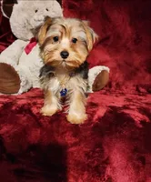 LUCA, a male Yorkshire Terrier for sale in Polk City, FL – 8 of 10