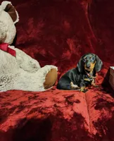 HANK, a male Miniature Dachshund for sale in Polk City, FL – 4 of 10