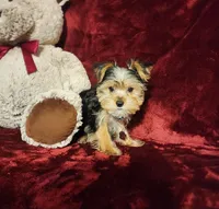 TUCKER, a male Yorkshire Terrier for sale in Polk City, FL – Photo 5 of 10