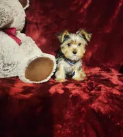 TUCKER, a male Yorkshire Terrier for sale in Polk City, FL – Photo 4 of 10