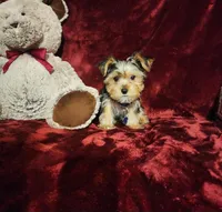 TUCKER, a male Yorkshire Terrier for sale in Polk City, FL – Photo 9 of 10