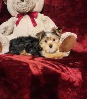 TUCKER, a male Yorkshire Terrier for sale in Polk City, FL – Photo 7 of 10