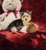 TUCKER, a male Yorkshire Terrier for sale in Polk City, FL – Photo 3 of 10