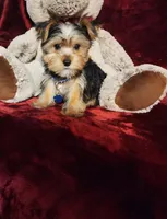 TUCKER, a male Yorkshire Terrier for sale in Polk City, FL – Photo 6 of 10