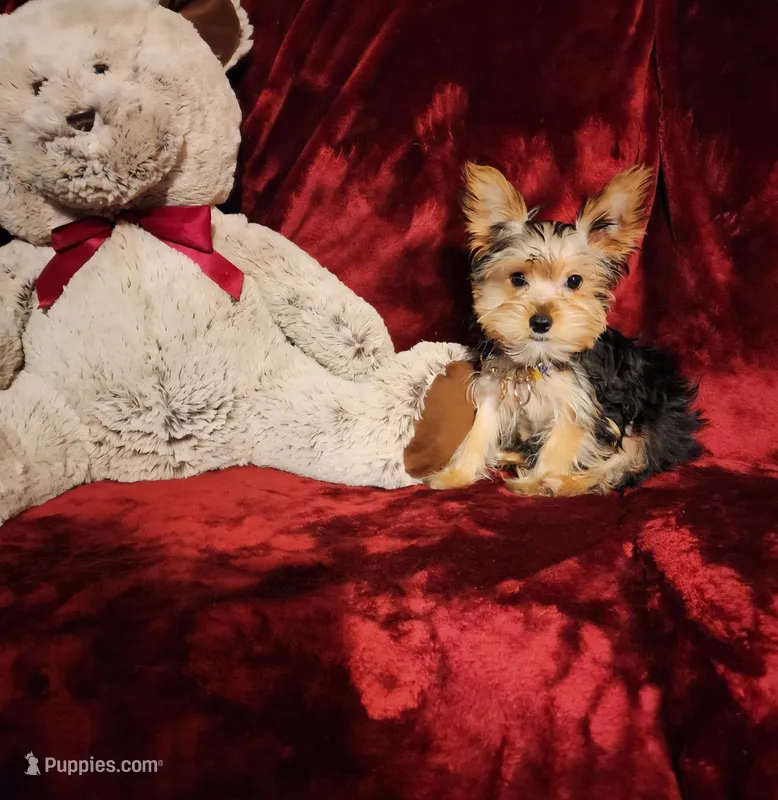 TUCKER – Yorkshire Terrier puppy for sale in Polk City, FL