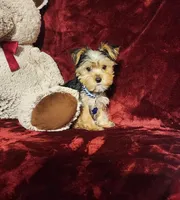 TUCKER, a male Yorkshire Terrier for sale in Polk City, FL – Photo 8 of 10