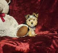 TUCKER, a male Yorkshire Terrier for sale in Polk City, FL – Photo 2 of 10