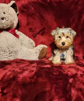 KOBE, a male Yorkshire Terrier for sale in Polk City, FL – 3 of 10