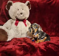 REMI, a male Miniature Dachshund for sale in Polk City, FL – 10 of 10