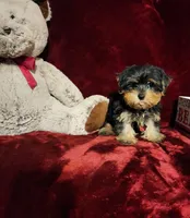 ONYX, a male Yorkshire Terrier for sale in Polk City, FL – 2 of 10
