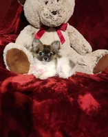 MACY, a female Chihuahua for sale in Polk City, FL – 8 of 10
