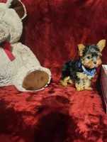 PEANUT, a male Yorkshire Terrier for sale in Polk City, FL – 3 of 10