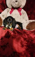 WILLOW, a female Miniature Dachshund for sale in Polk City, FL – 9 of 10