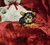 POPPY, a female Yorkshire Terrier for sale in Polk City, FL – 7 of 10