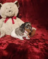SILVIE, a female Miniature Dachshund for sale in Polk City, FL – 7 of 10