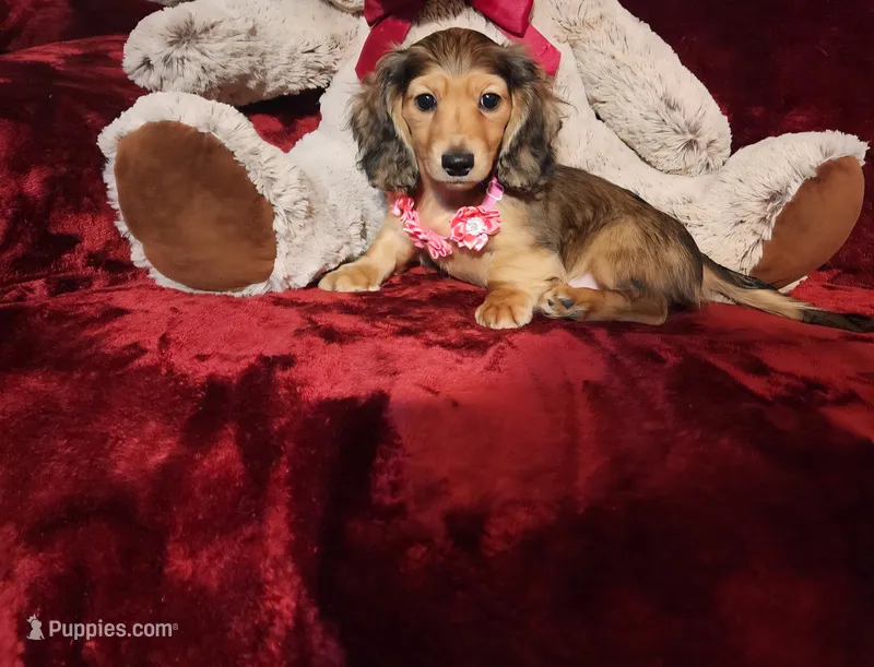 HONEY – Miniature Dachshund puppy for sale in Polk City, FL