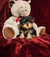 ONYX, a male Yorkshire Terrier for sale in Polk City, FL – 8 of 10