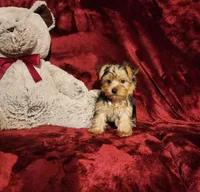 LUCA, a male Yorkshire Terrier for sale in Polk City, FL – 10 of 10