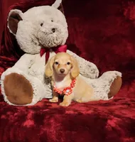 BUTTERCUP, a female Miniature Dachshund for sale in Polk City, FL – 9 of 10