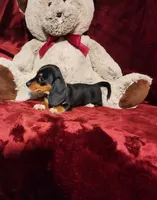 OAKLEY , a female Miniature Dachshund for sale in Polk City, FL – 6 of 10