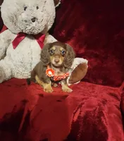 PUDDIN, a female Miniature Dachshund for sale in Polk City, FL – 1 of 10