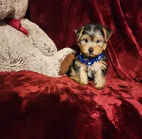 KODY, a male Yorkshire Terrier for sale in Polk City, FL – 8 of 10