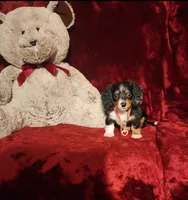 RENO, a male Miniature Dachshund for sale in Polk City, FL – 10 of 10