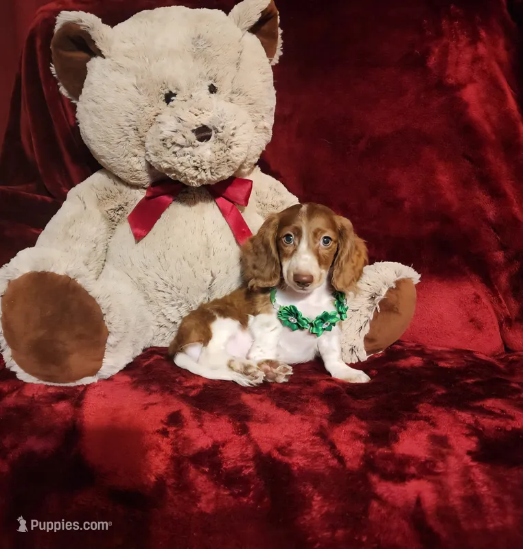 MAVERICK – Miniature Dachshund puppy for sale in Polk City, FL