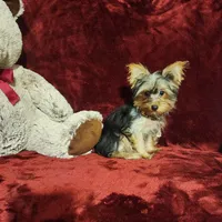 TILLY, a female Yorkshire Terrier for sale in Polk City, FL – 3 of 10