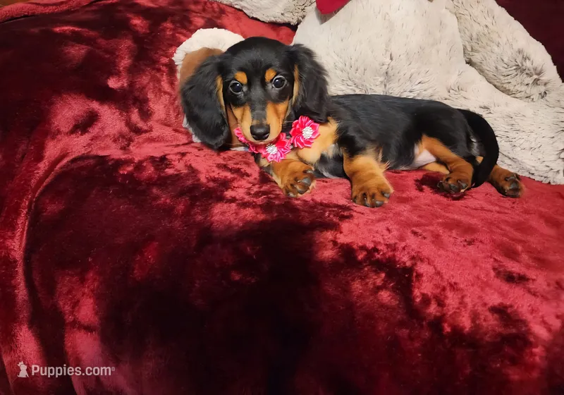 CINDER – Miniature Dachshund puppy for sale in Polk City, FL