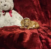 WILLIE, a male Miniature Dachshund for sale in Polk City, FL – 9 of 10