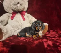 JASPER, a male Miniature Dachshund for sale in Polk City, FL – 9 of 10