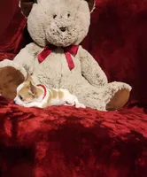PEACHES, a female Chihuahua for sale in Polk City, FL – 9 of 10