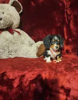 RENO, a male Miniature Dachshund for sale in Polk City, FL – 4 of 10