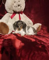 STERLING, a male Miniature Dachshund for sale in Polk City, FL – 9 of 10