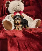 POPPY, a female Yorkshire Terrier for sale in Polk City, FL – 9 of 10