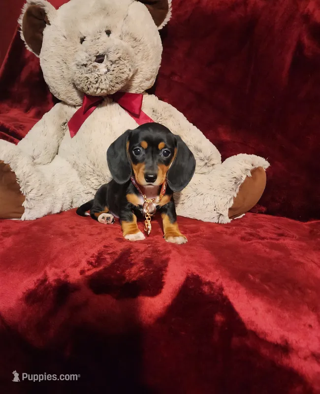 OAKLEY  – Miniature Dachshund puppy for sale in Polk City, FL