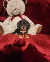 OAKLEY , a female Miniature Dachshund for sale in Polk City, FL – 1 of 10